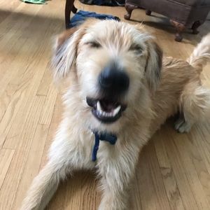 Meet your Posher, Brig